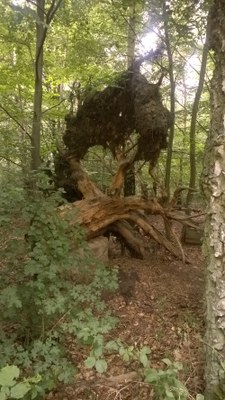 Schulausflug-Kommern-2014 (46).jpg Schulausflug-Kommern-2014 (46).jpg